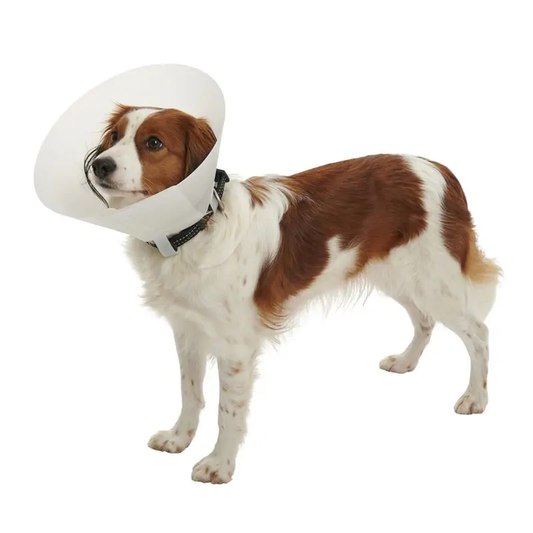 https://i.ibb.co/CJ6rYDB/image.png